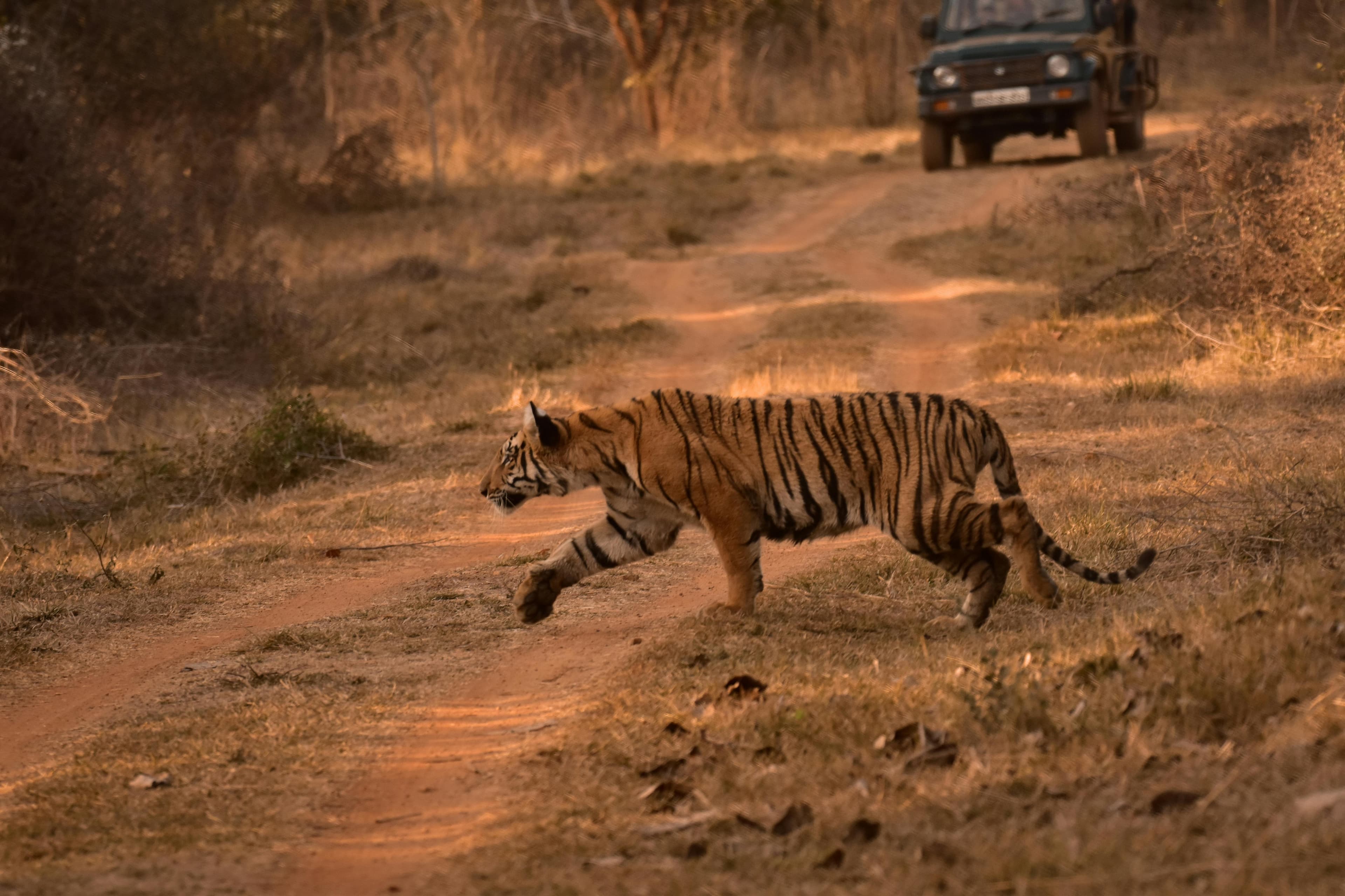 Ranthambore National Park